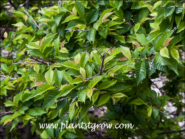 Some of the newer leaves have a bronze-yellow coloration.
